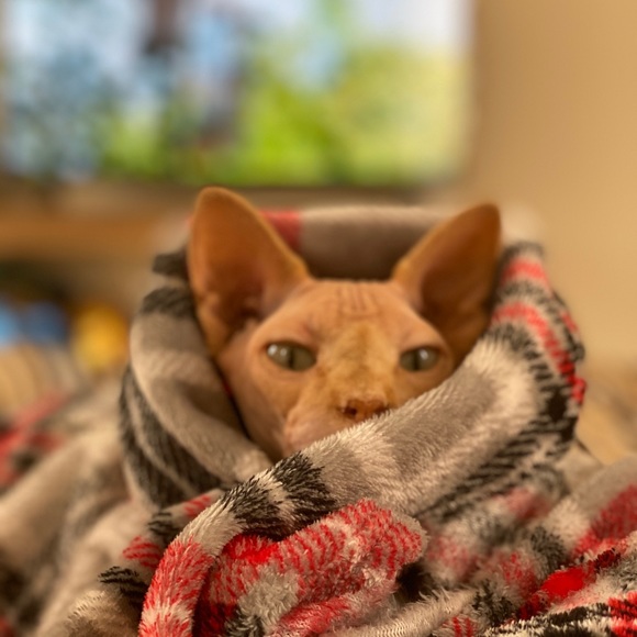 Meet your Posher, Jazznae - Picture 1 of 1